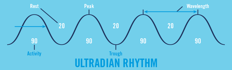 Ultradian Rhythm